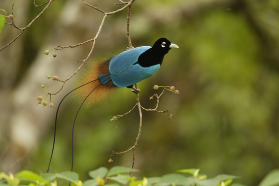 RareForestBirds (4)